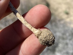 Montagnea arenaria