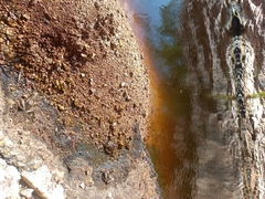 Lithobates magnaocularis