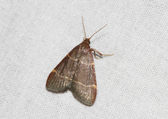 Hypsopygia glaucinalis