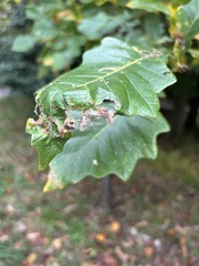 Aceria querci