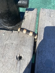 Laticauda saintgironsi