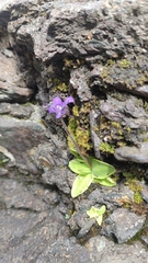 Pinguicula
