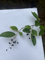Ligustrum obtusifolium