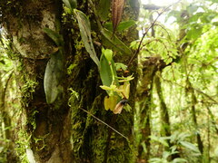 Epidendrum