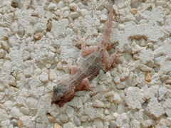 Tarentola angustimentalis