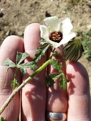 Hibiscus trionum