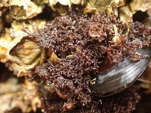 Gelidium caulacantheum observed 2022-09-10