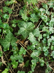 Hedera helix