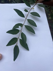 Ligustrum obtusifolium