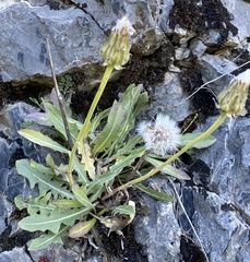 Crepis albida