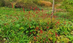 Bistorta amplexicaulis