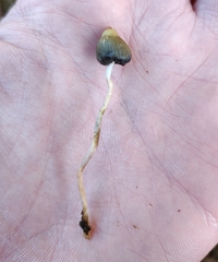 Psilocybe semilanceata