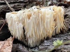 Hericium