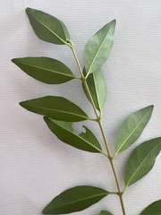 Ligustrum obtusifolium