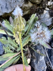 Crepis albida
