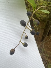 Ligustrum obtusifolium