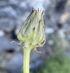 Crepis albida