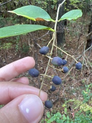 Ligustrum obtusifolium