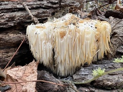 Hericium