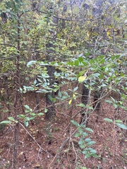 Ligustrum obtusifolium