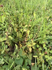 Melochia corchorifolia