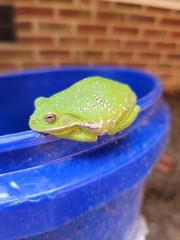 Hyla gratiosa