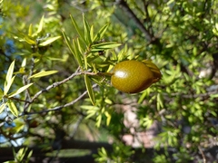 Bonellia macrocarpa