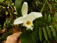 Sobralia