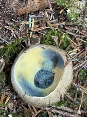 Caloboletus rubripes