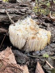 Hericium