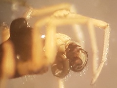 Baryphyma trifrons