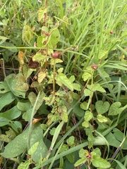 Melochia corchorifolia