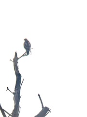 Buteo lineatus