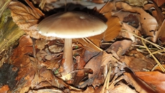 Rhodocollybia