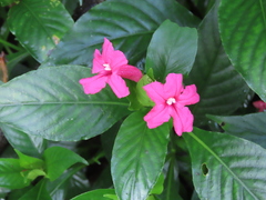 Ruellia elegans