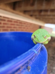 Hyla gratiosa