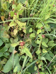 Melochia corchorifolia