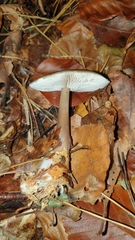 Rhodocollybia