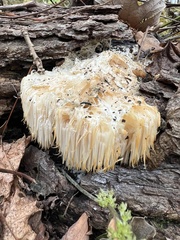 Hericium