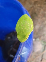 Hyla gratiosa