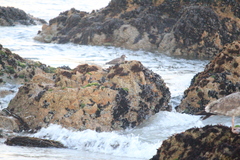 Calidris virgata