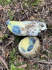 Caloboletus rubripes