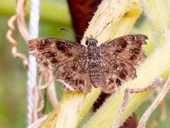 Staphylus hayhurstii