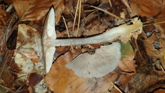 Rhodocollybia