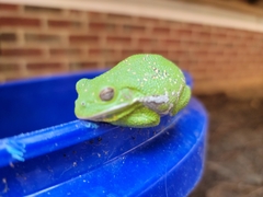 Hyla gratiosa
