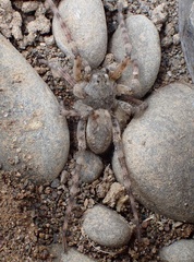 Arctosa cinerea