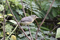 Vireo gundlachii