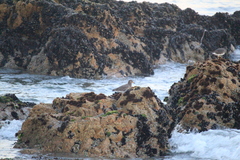 Calidris virgata