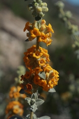Buddleja suaveolens