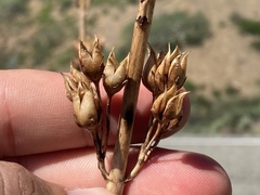 Penstemon vizcainensis